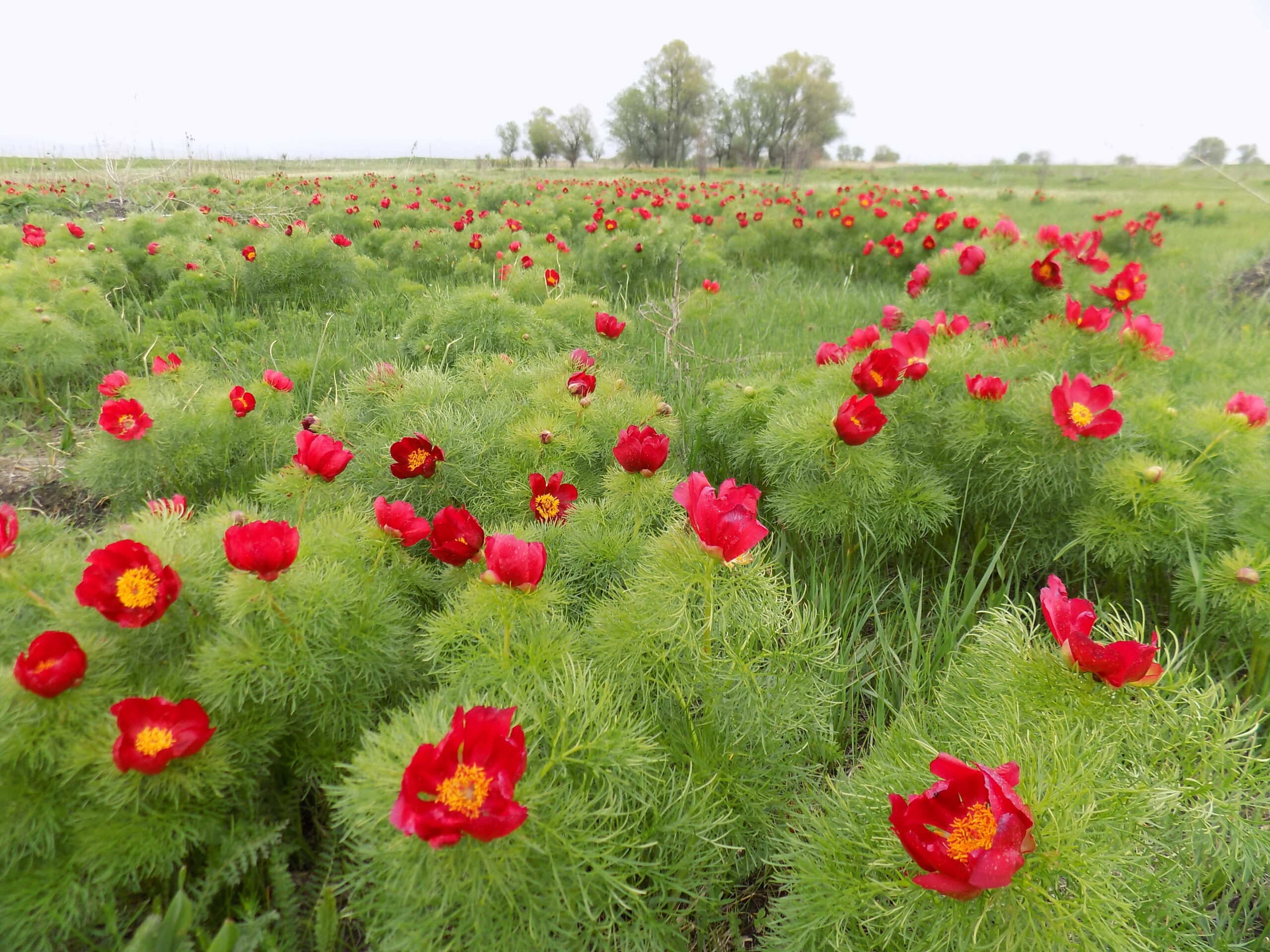Fern-leaf peony-Paeonia tenuifolia courtesy of Loquita Desita via Wikimedia Commons