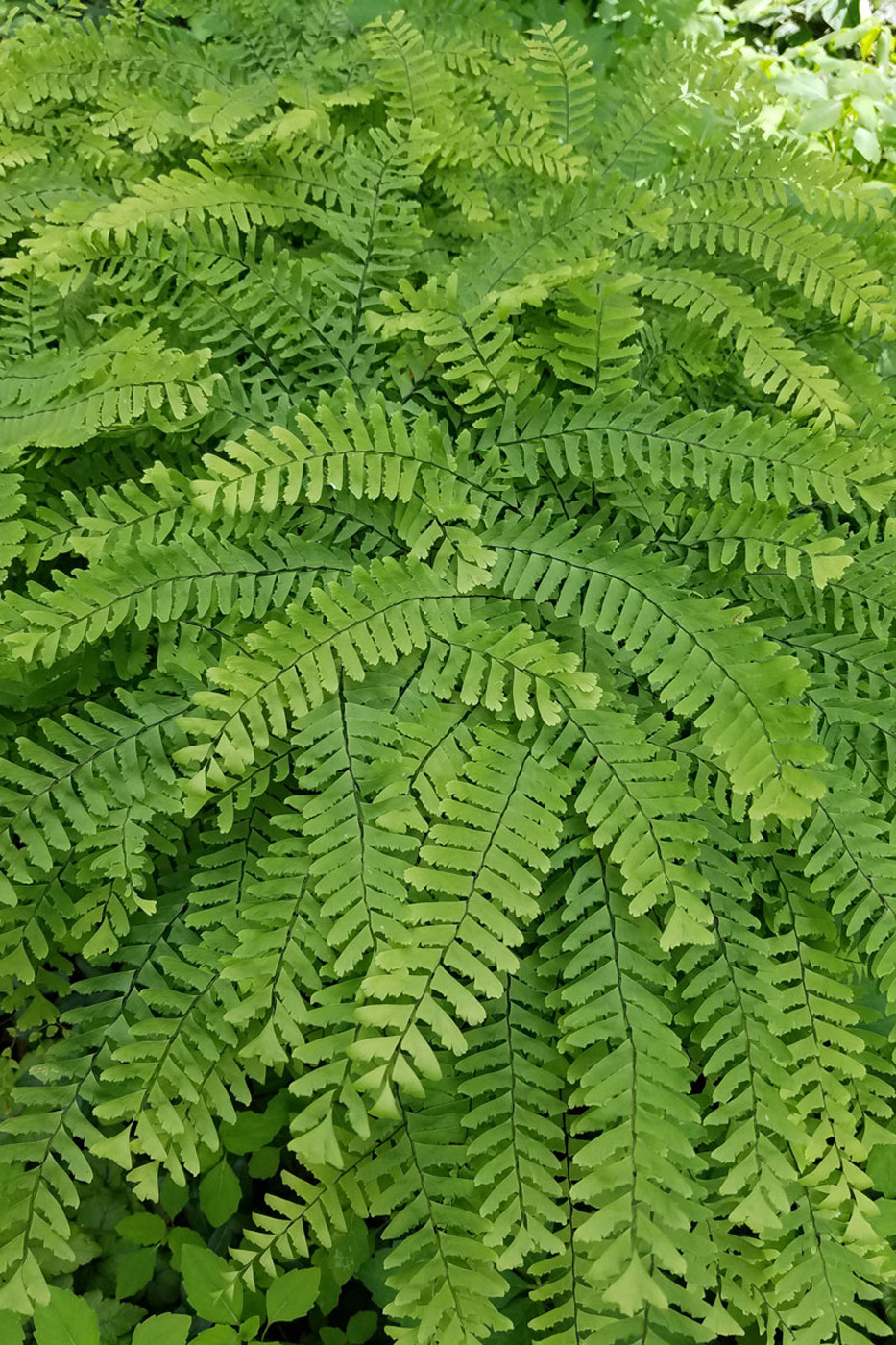 Maiden Hair Fern photo by Carol Collins