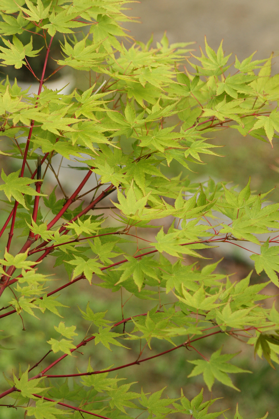 Acer palmatum Sangokaku photo by Danielle Sherry