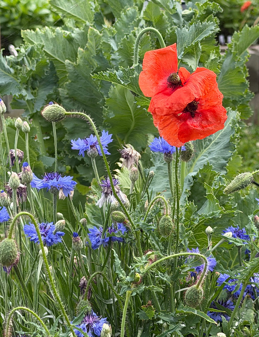 red poppies with blue bachelors buttons