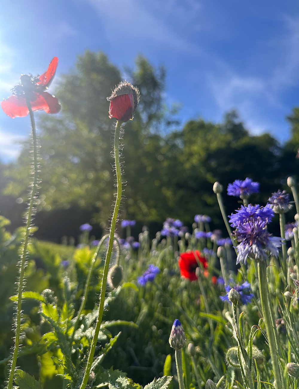 American Legion poppies bloom