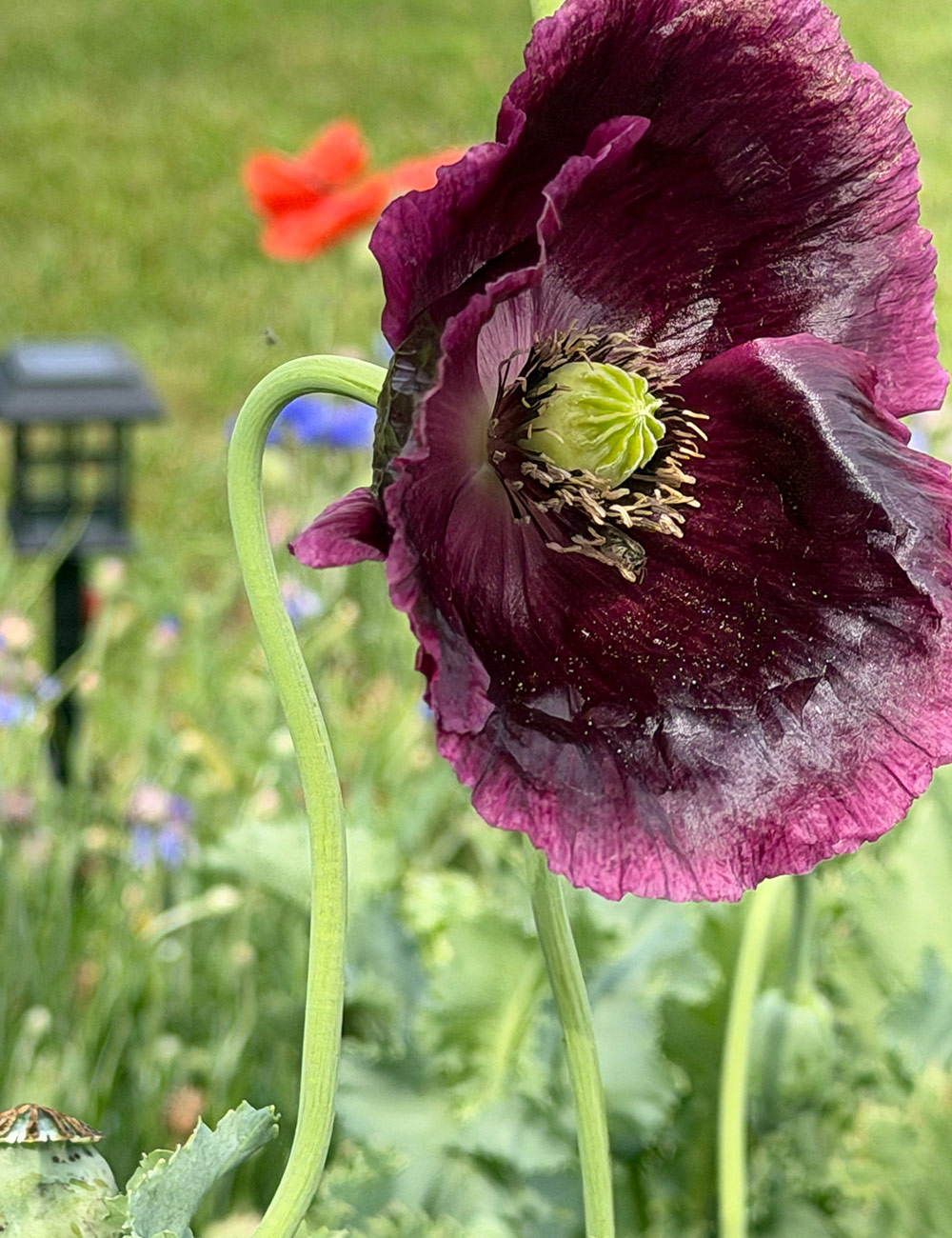 after midnight poppy