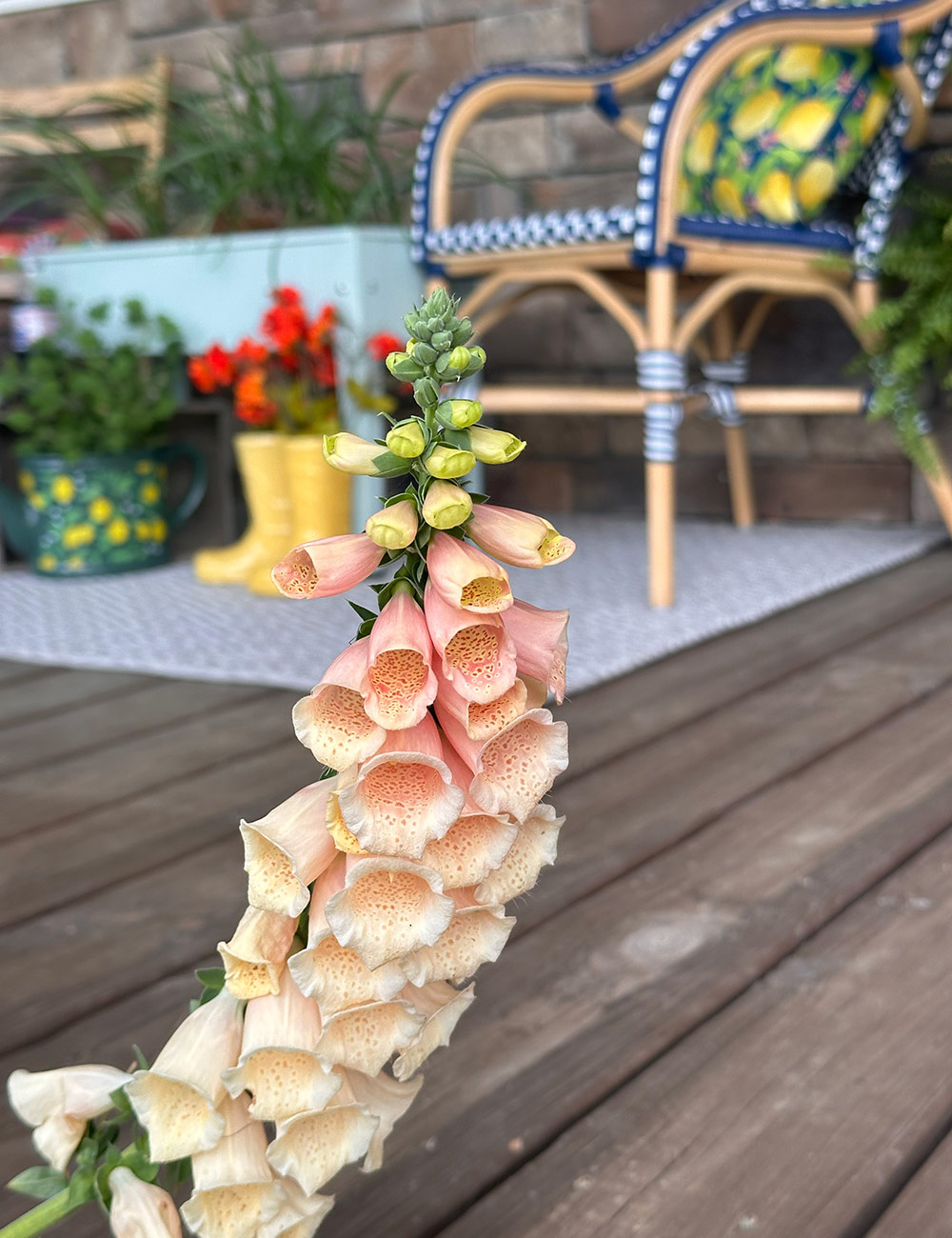 Japanese foxglove next to the porch
