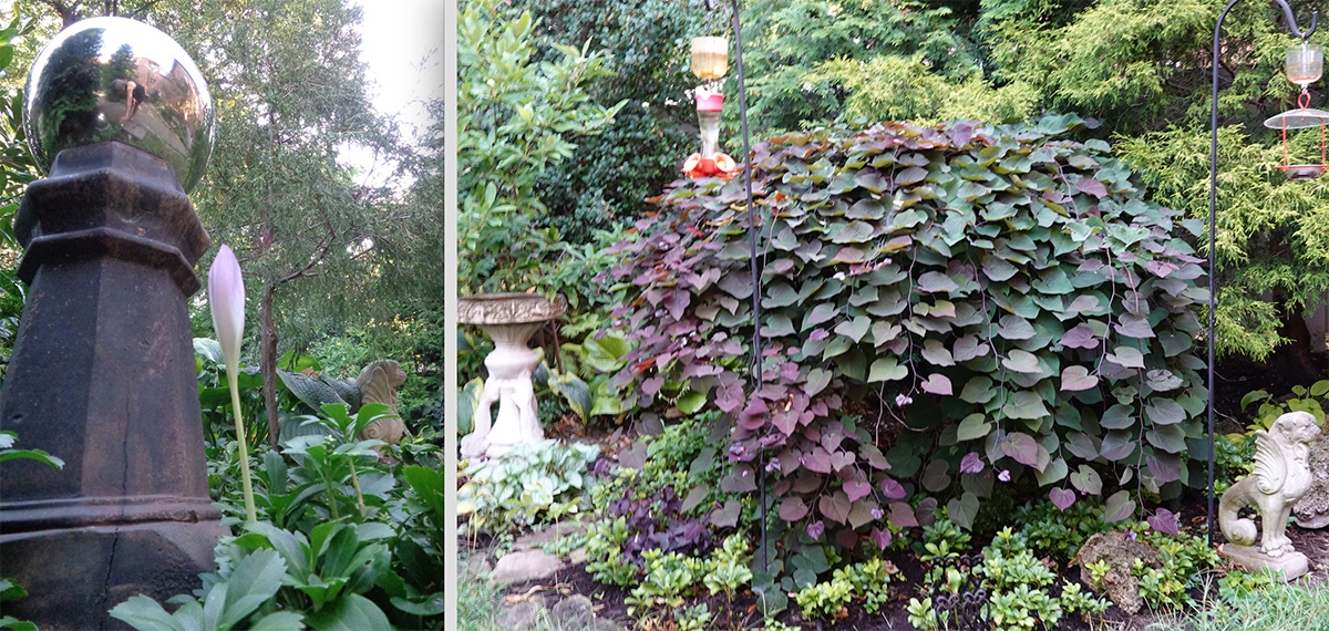 Giant Autumn Crocus and Ruby Falls Weeping Redbud