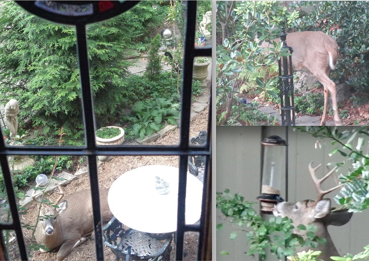 deer in garden