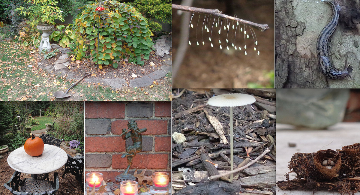 photos of garden in autumn