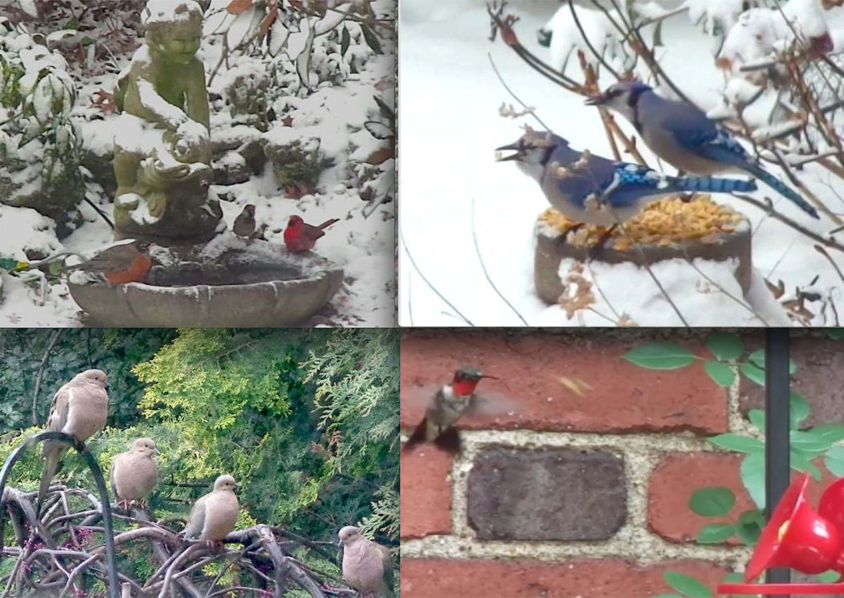 birds in garden