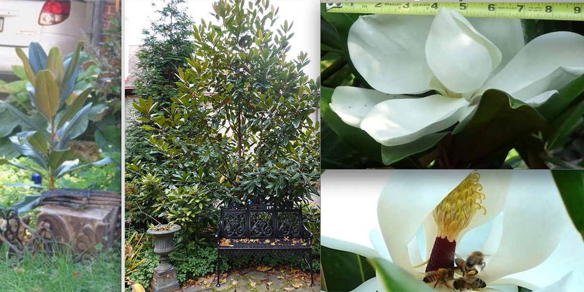 magnolias