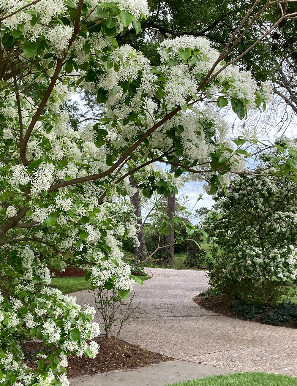 Chinese fringe trees