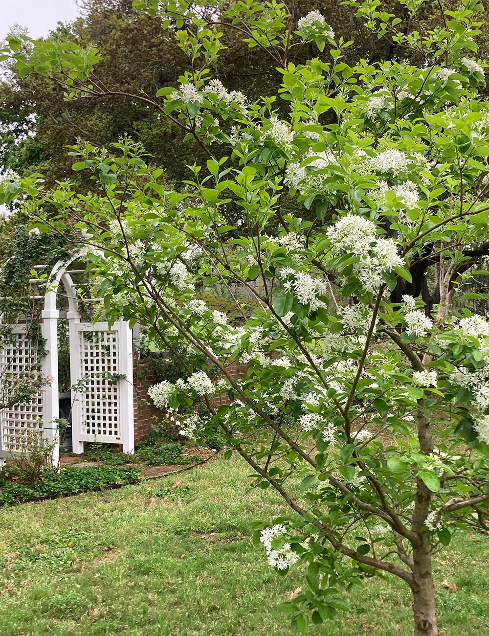 Chinese fringe trees