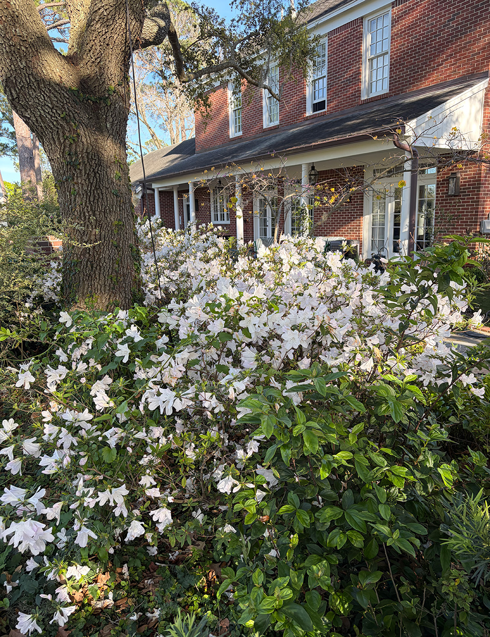 garden full of white flowers
