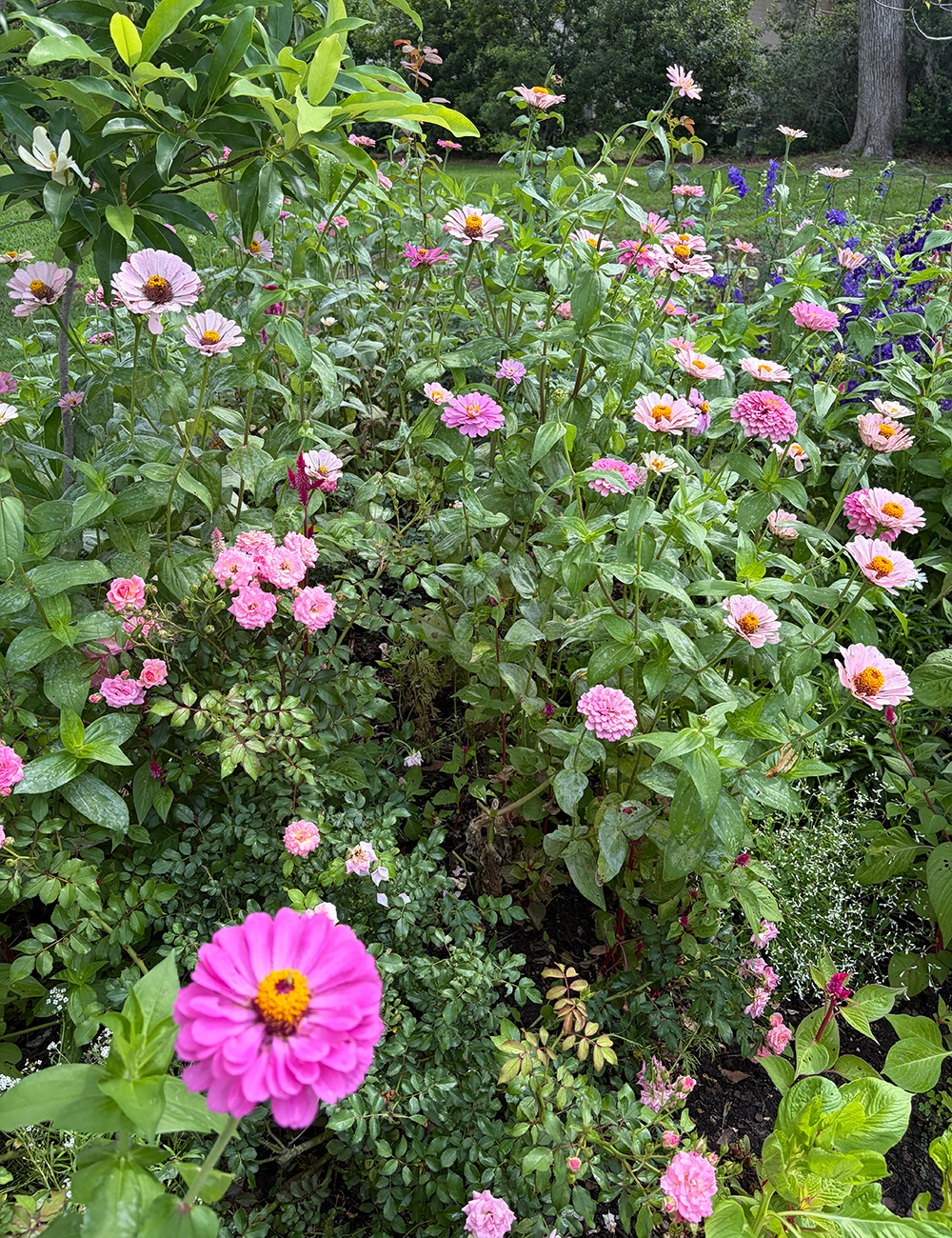 pink flowers in garden