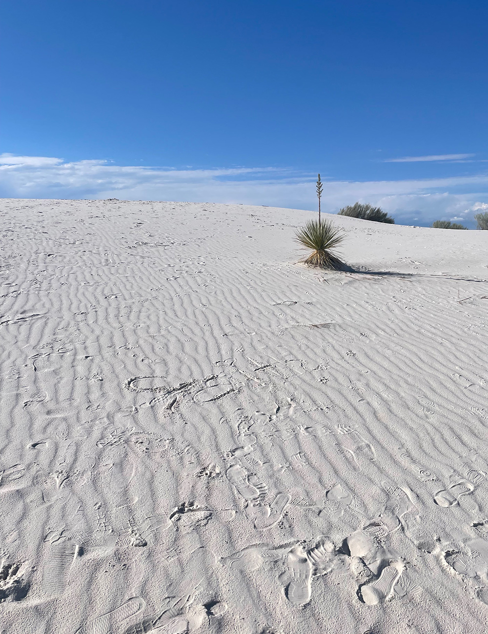 yucca in desert
