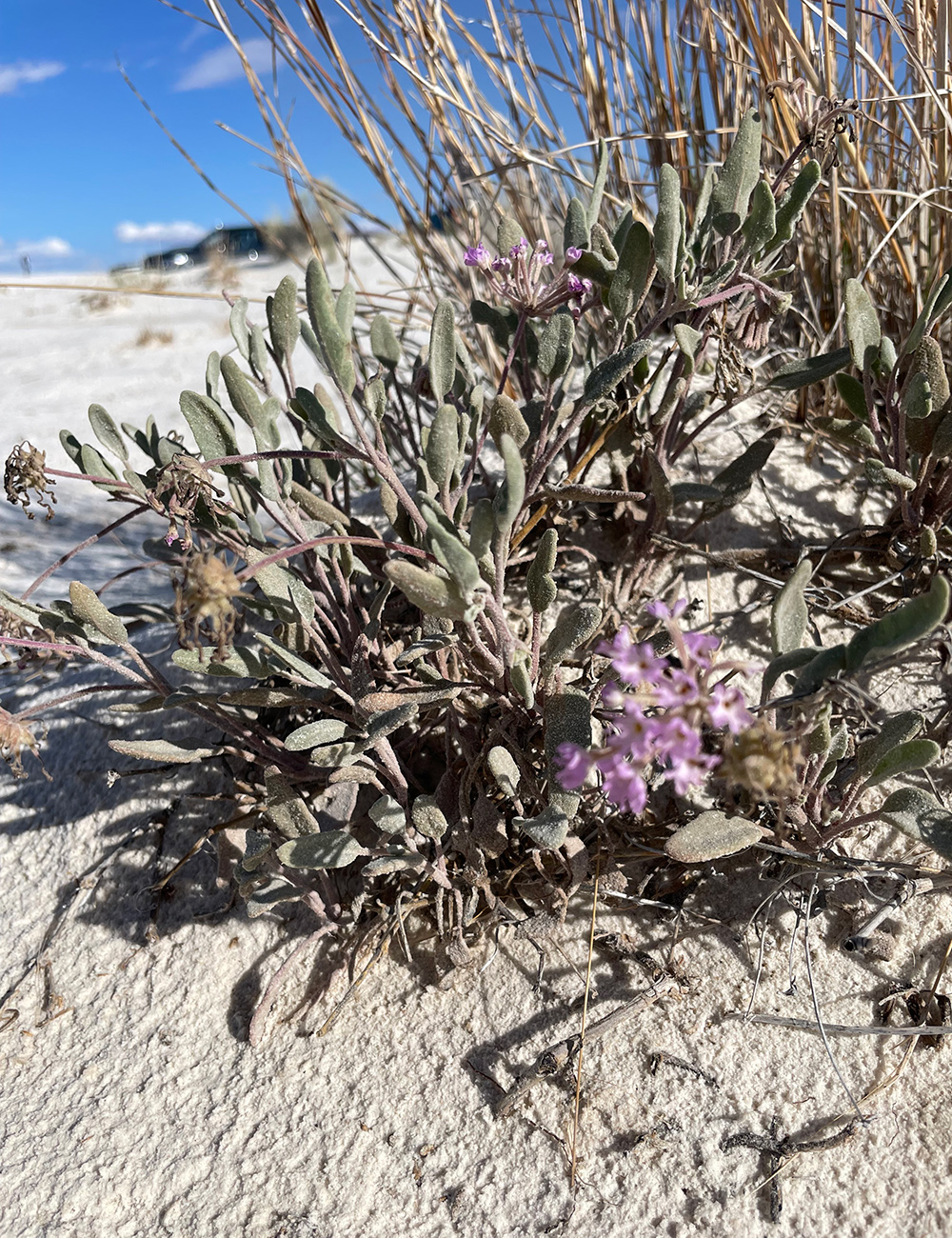 wildflower with fuzzy foliage