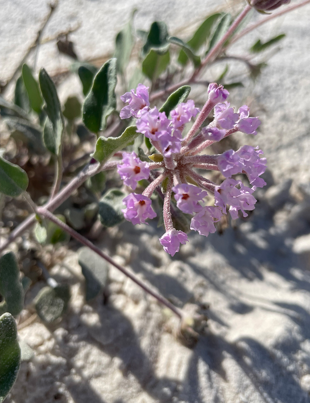close up of pink desert wildflower
