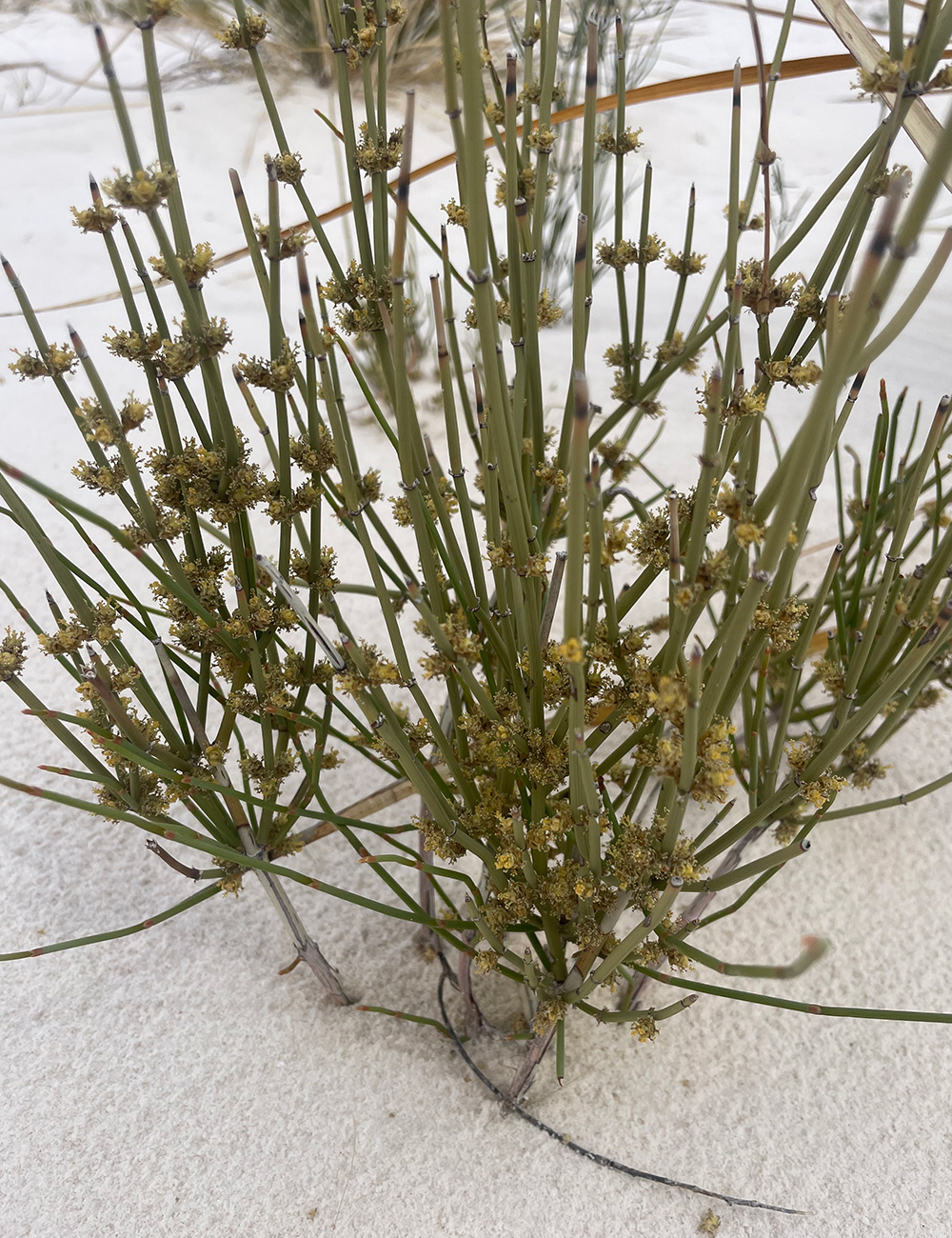 stick-like shrub