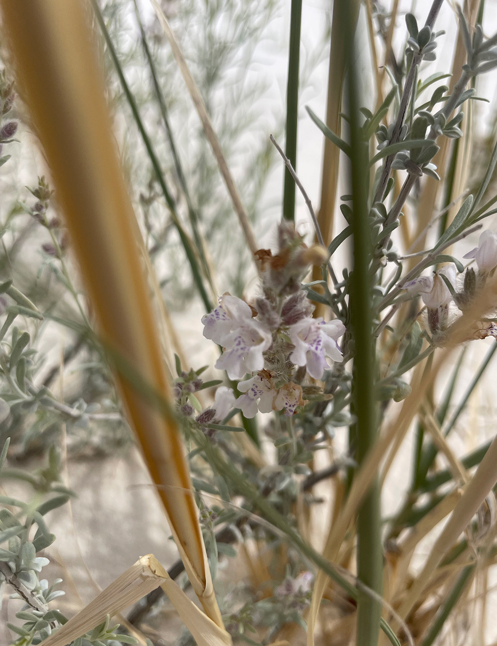 small flowers on desert shrub