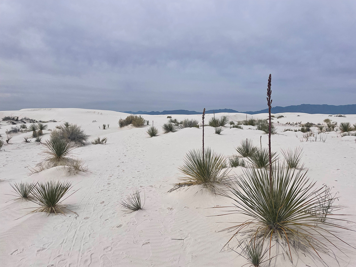 plants at white sands national park