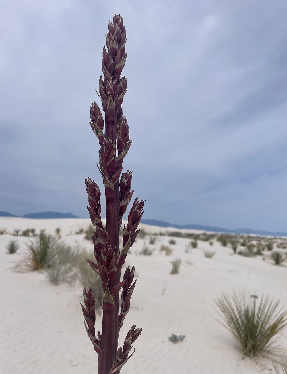 yucca flower stem before bloom