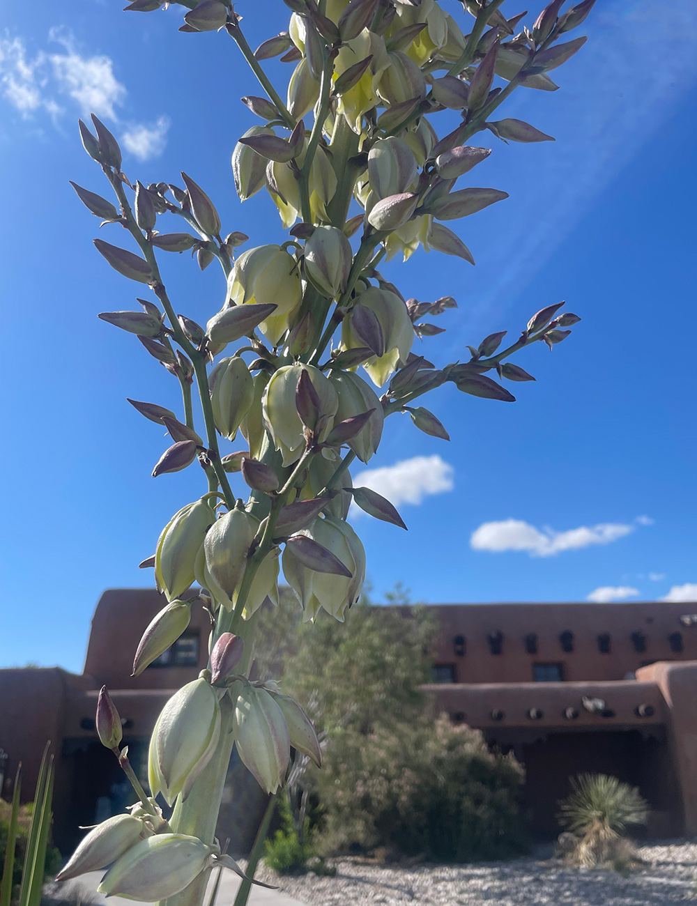 yucca flowers