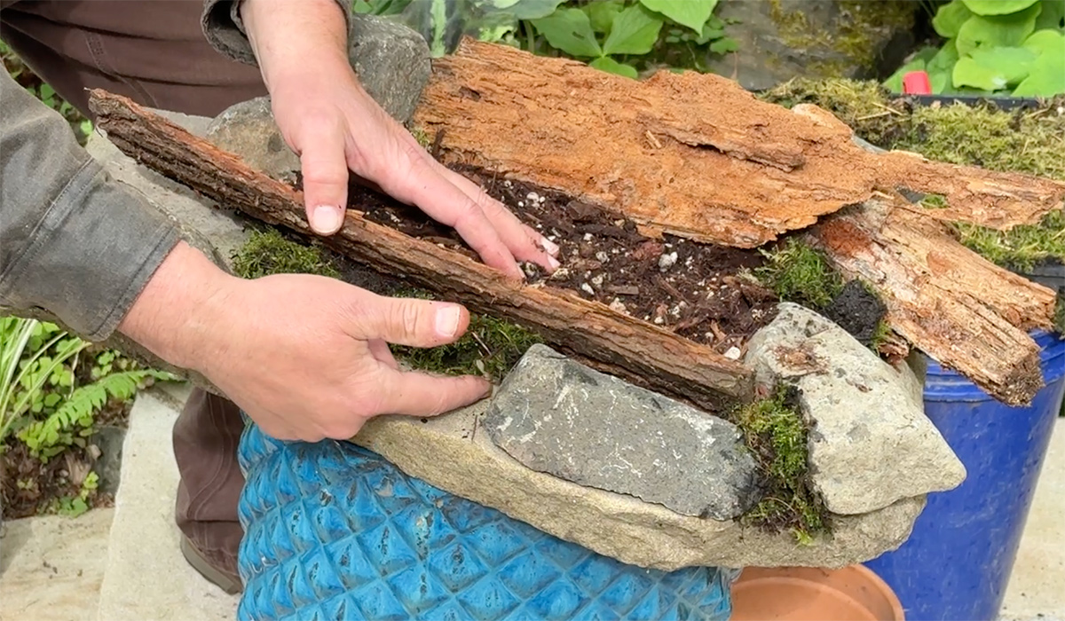 adding moss to fern table