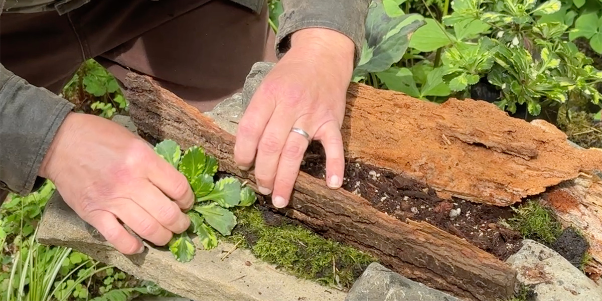 adding small crevice plant to fern table