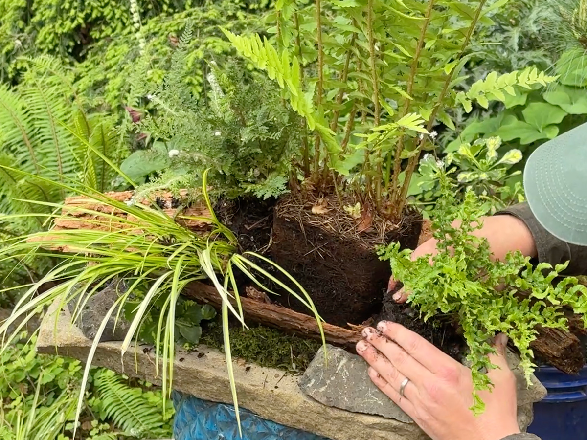 adding plants to fern table