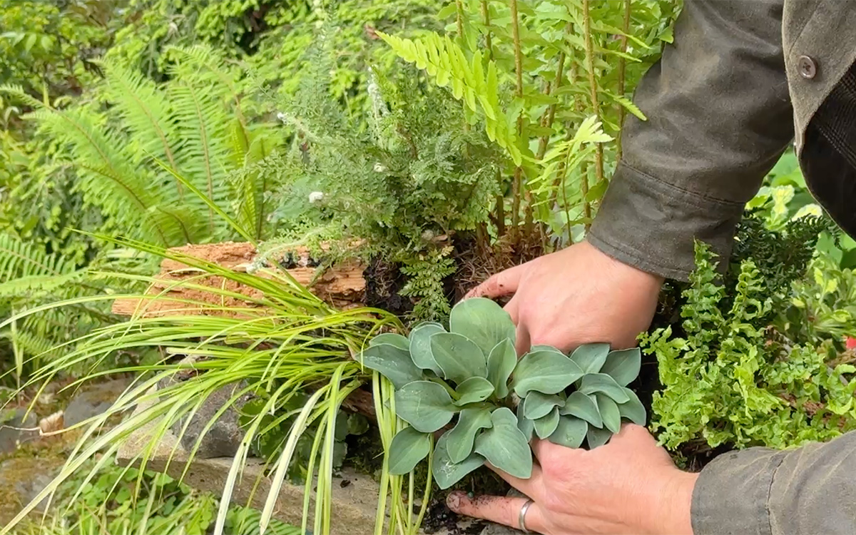 adding blue foliage to fern table