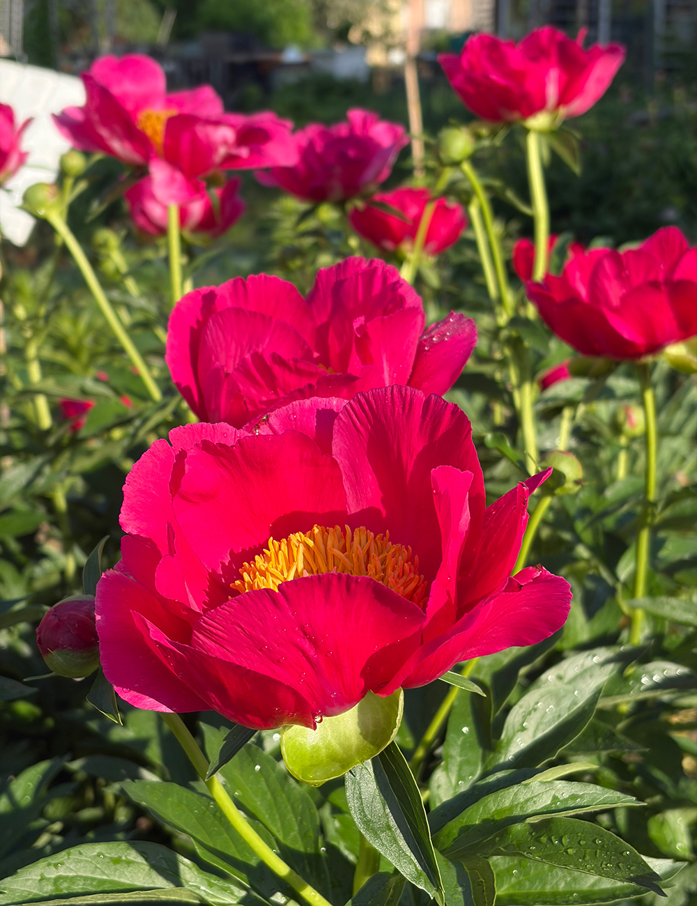 bright pink peony