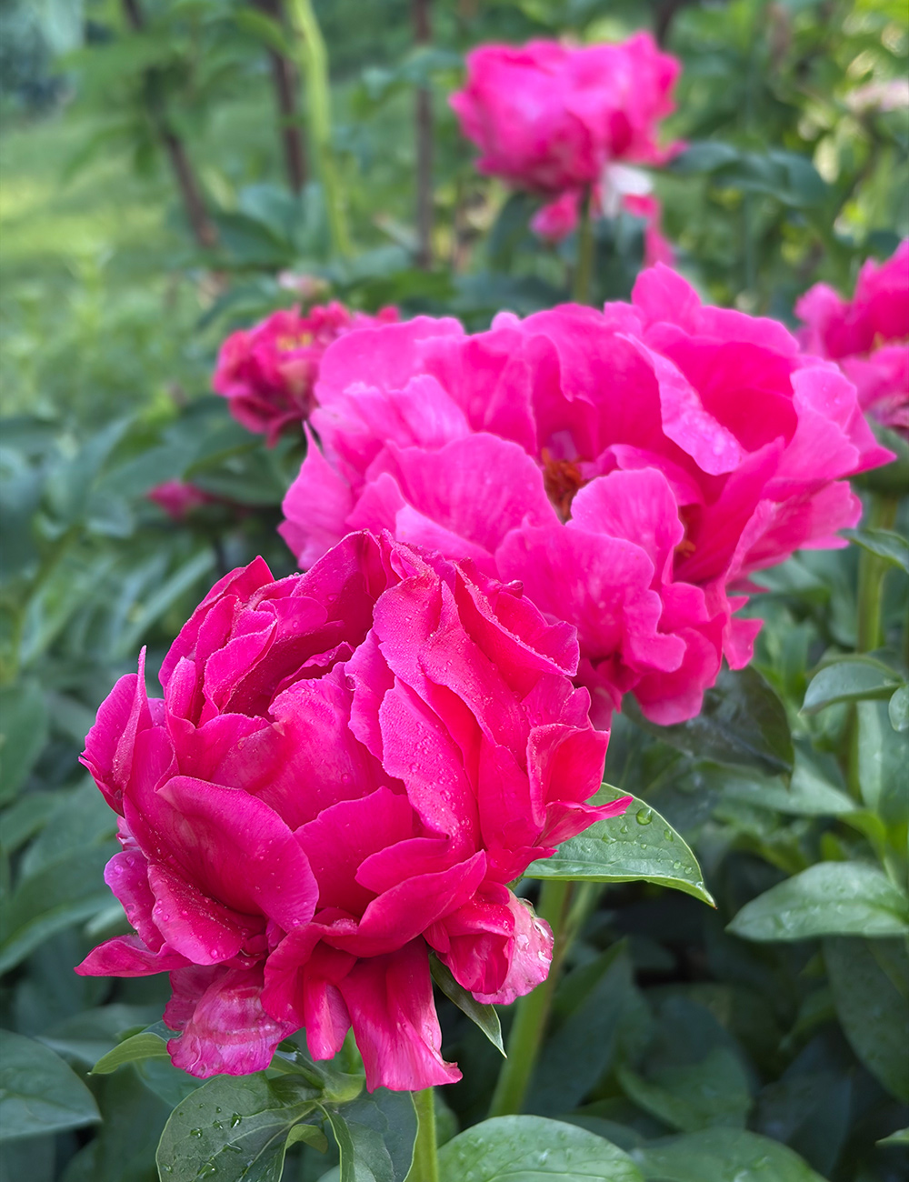 bright pink double peony