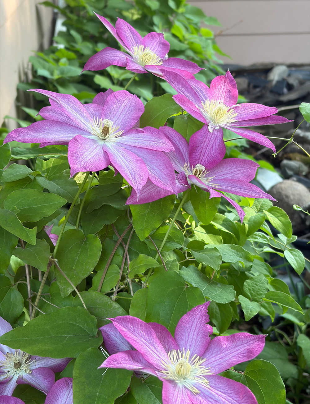 pink and white clematis