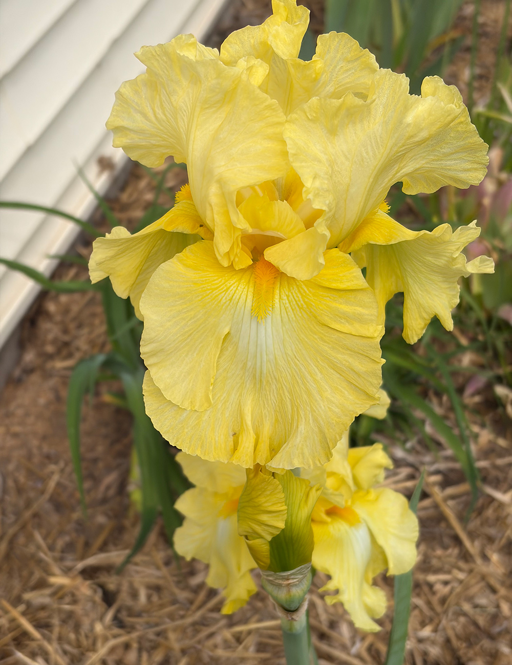yellow iris