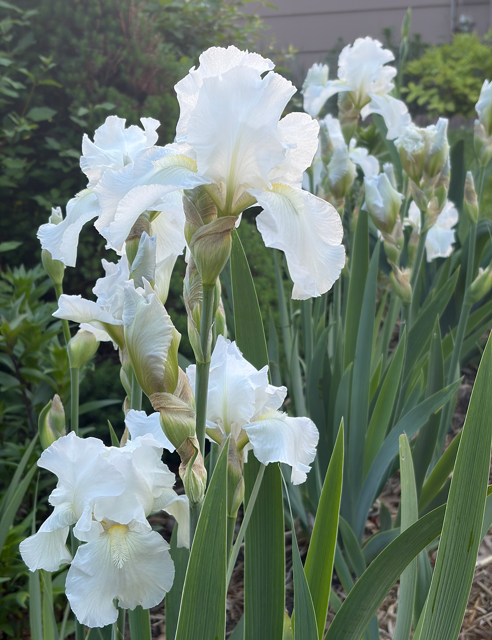 white iris