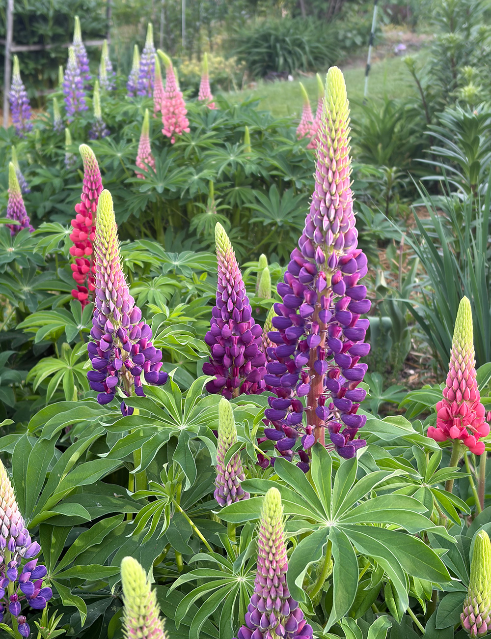 lupine