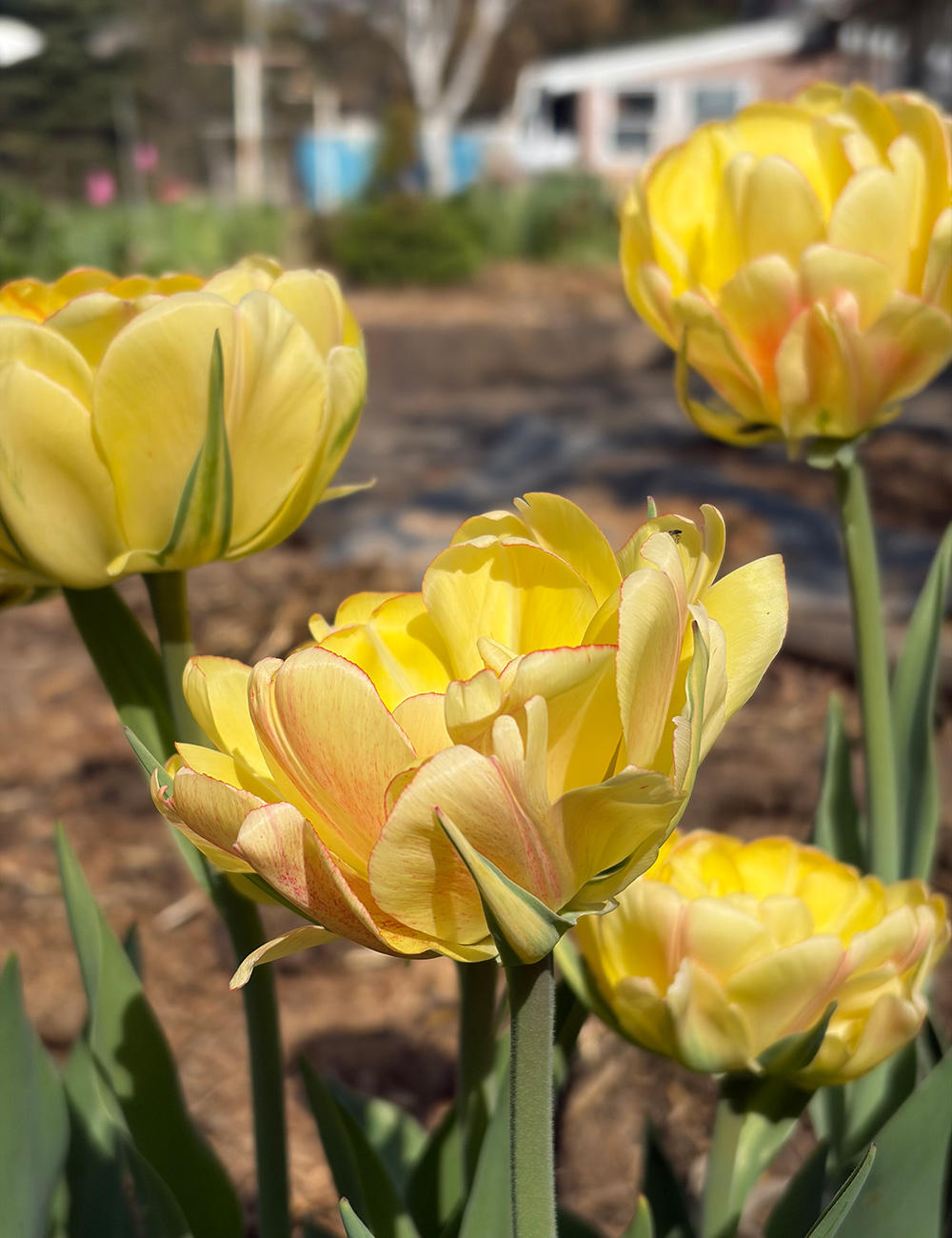Akebono tulip