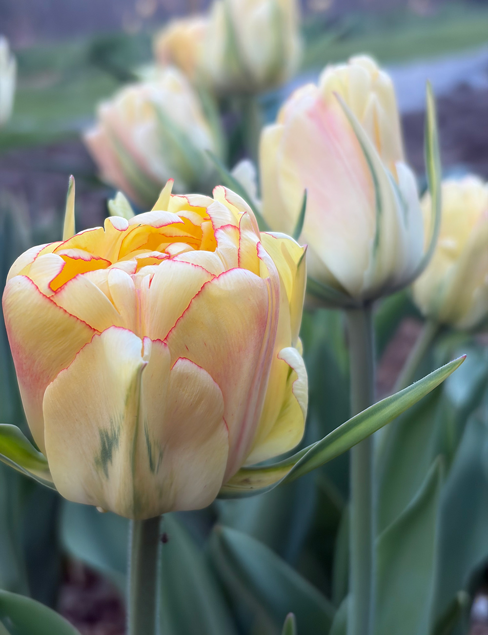 Akebono tulip