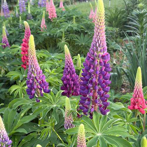 More Bright Blooms from Marty’s Minnesota Garden – Fine Gardening