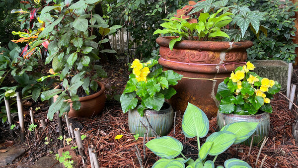 Steve's Atlanta Woodland Garden in the Making, Part 2 - Fine Gardening