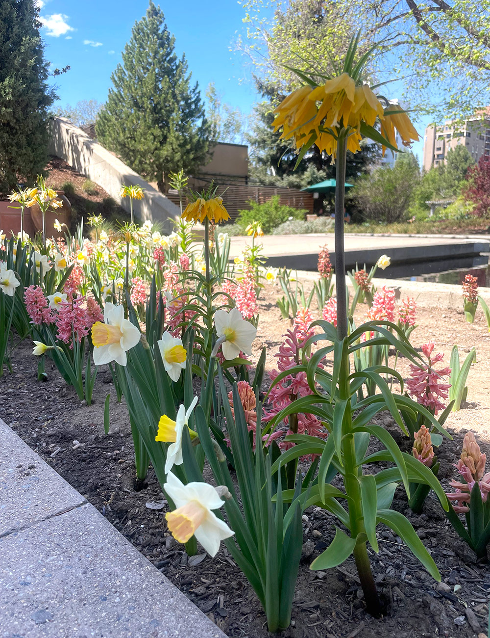 border of pink and yellow spring bulbs