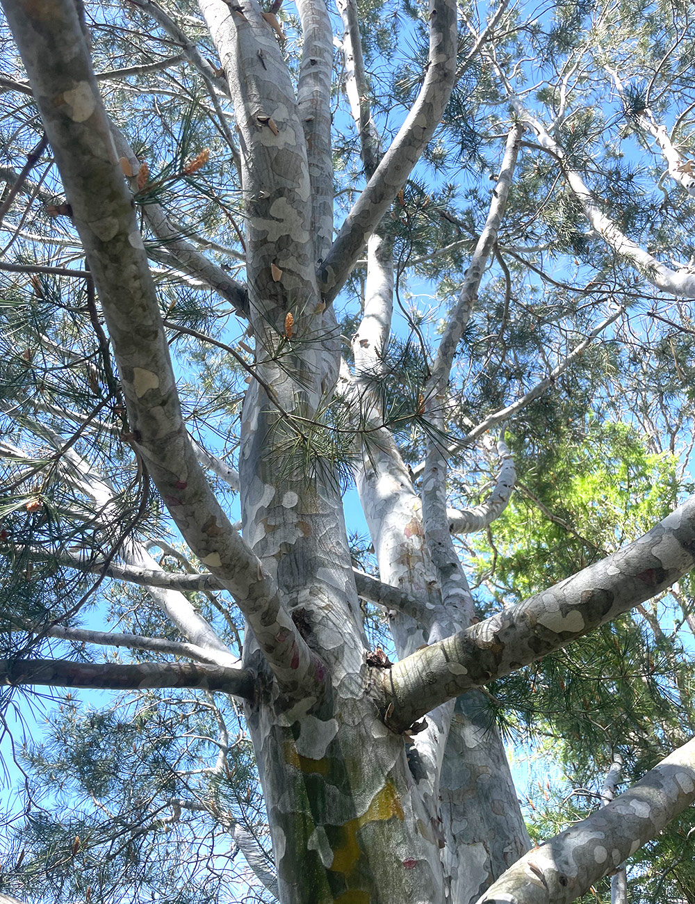 lacebark pine bark