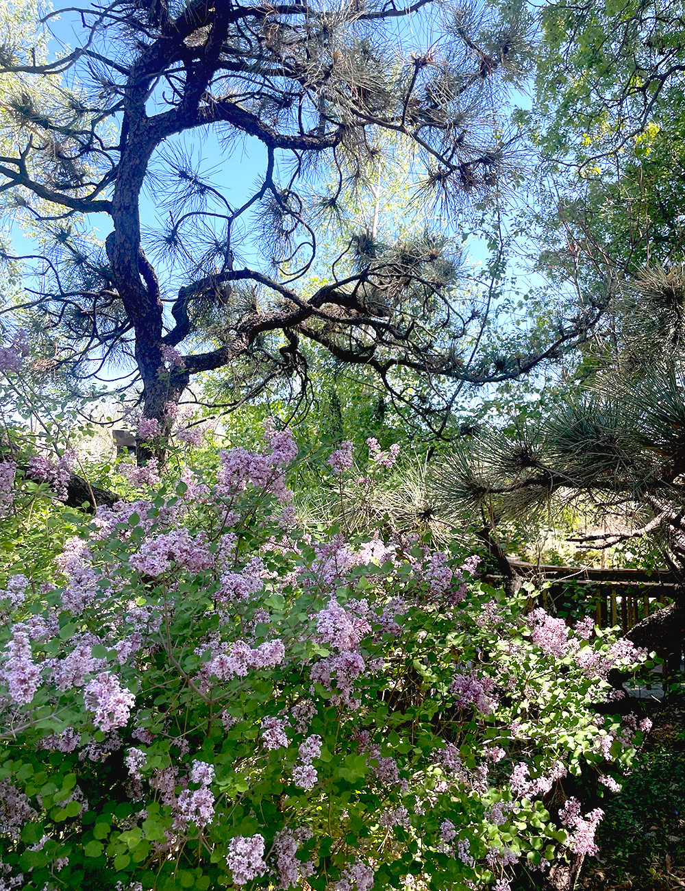 lilac under twisted pine tree