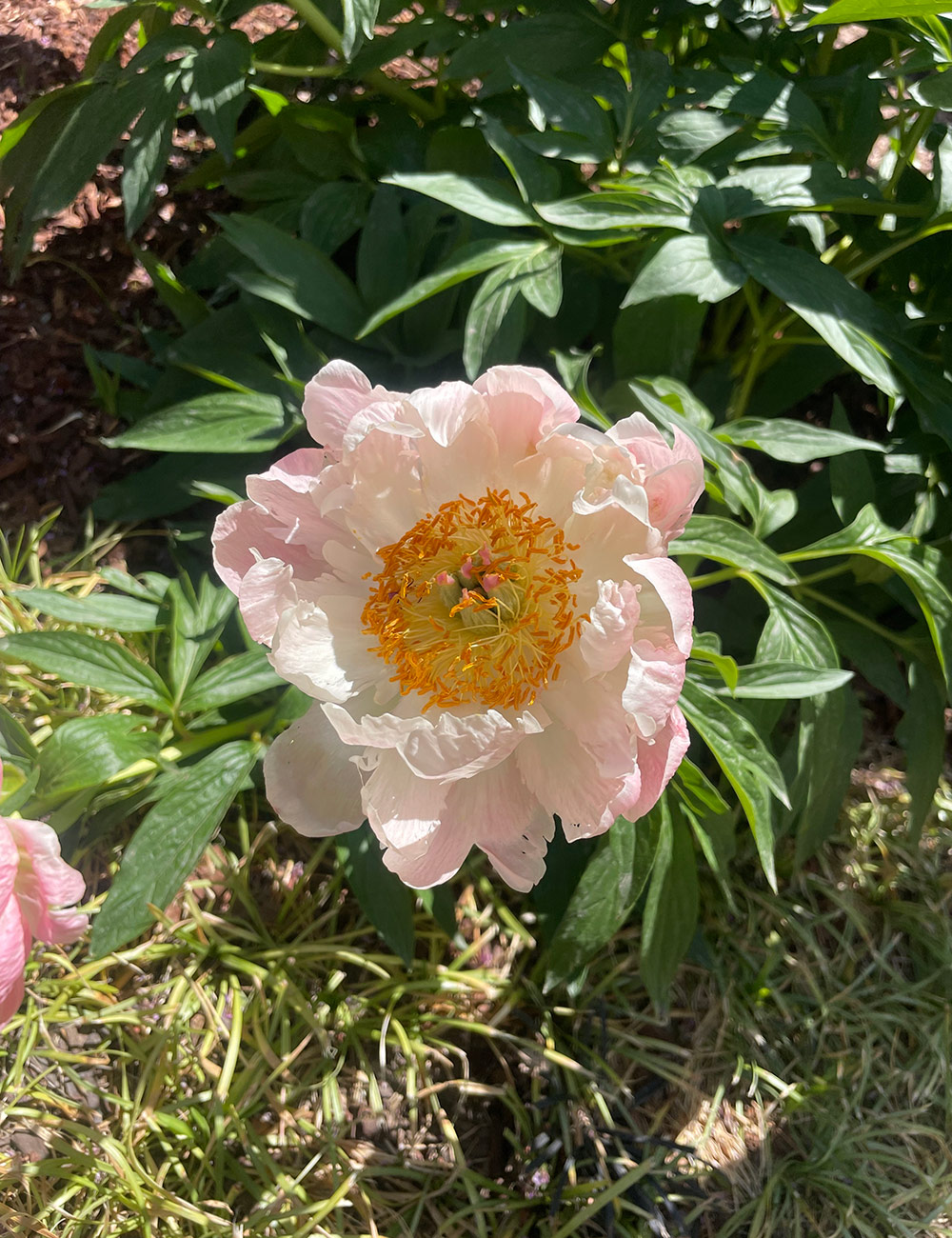 light pink peony flower