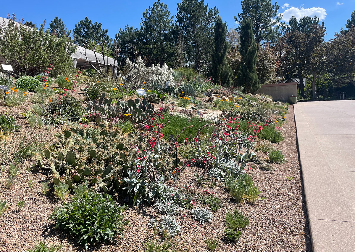 full sun border with cacti