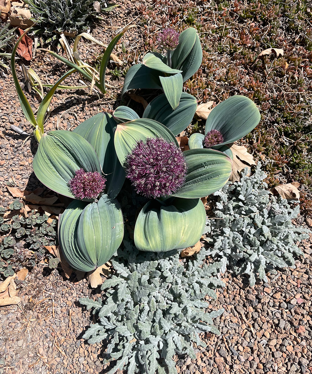 close up of Red Giant allium