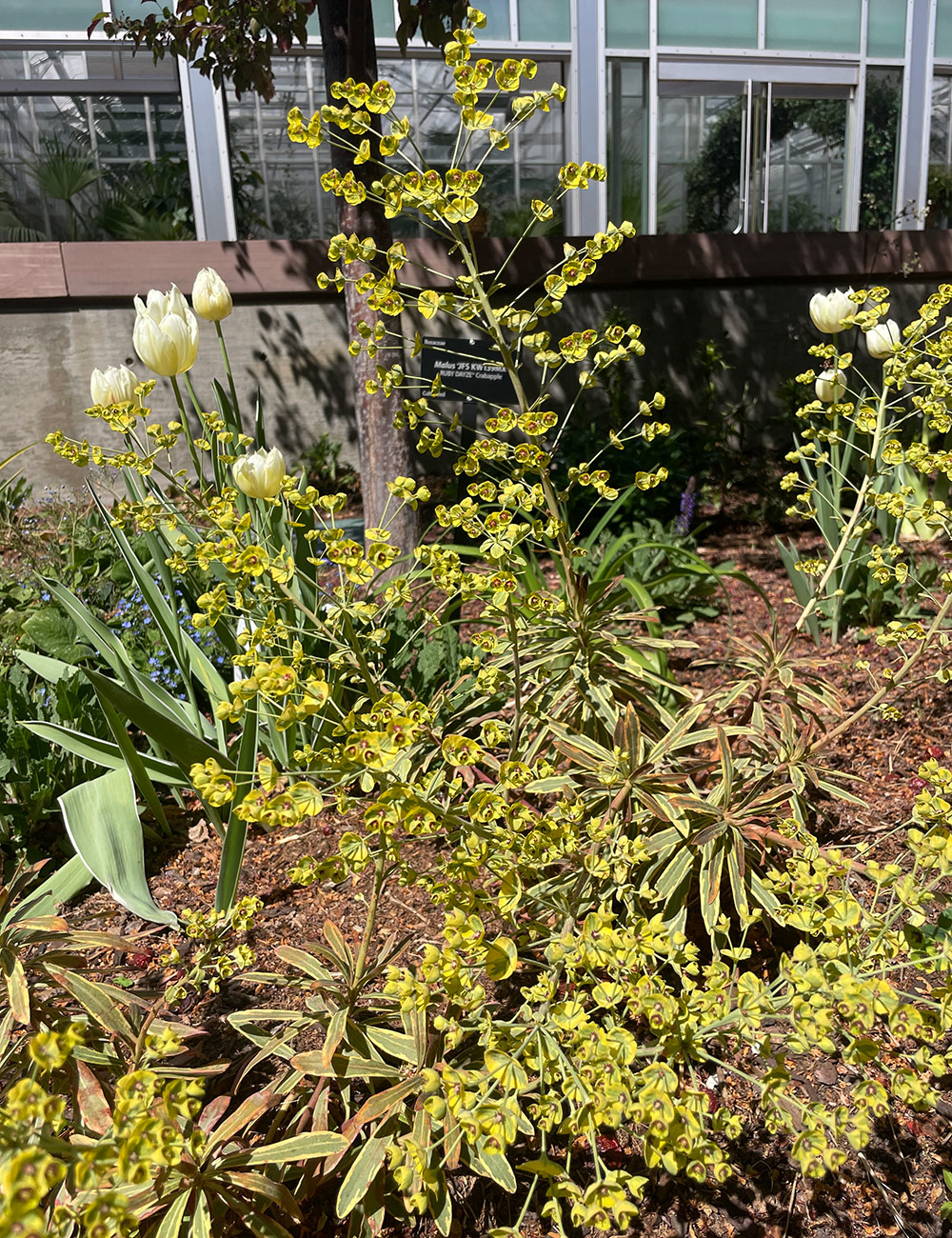 Euphorbia Ascot Rainbow in bloom