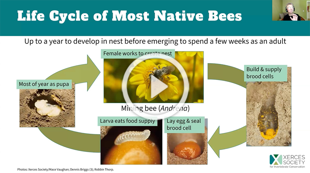 science of pollinator gardening video