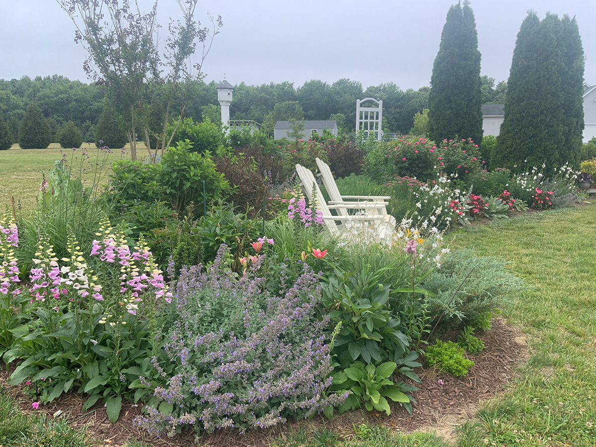 nepeta and foxglove in garden