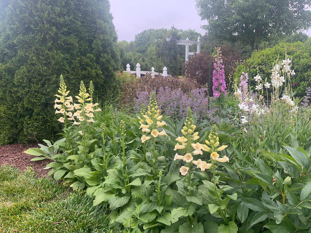 cream colored foxgloves