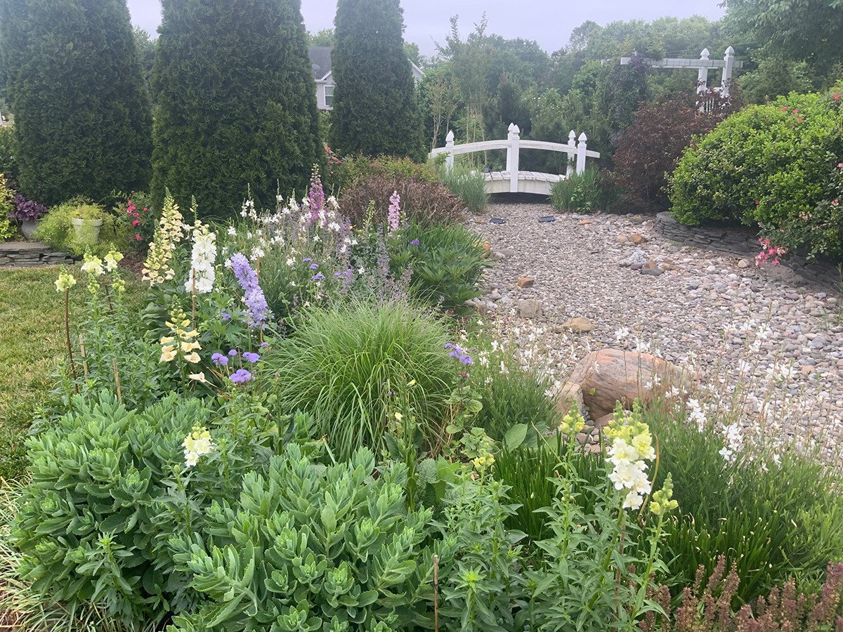 seed sown plants in garden