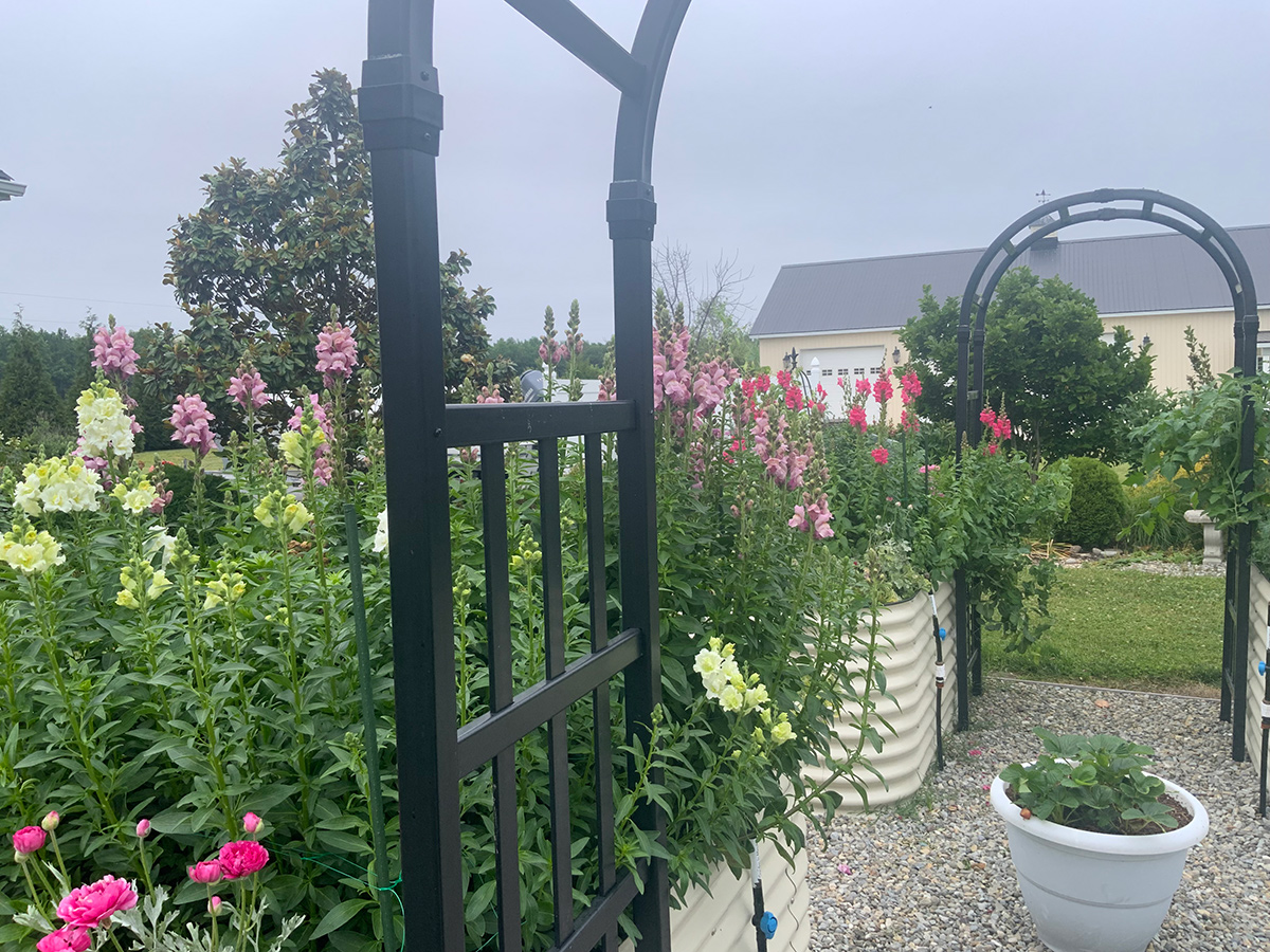 raised beds growing cut flowers